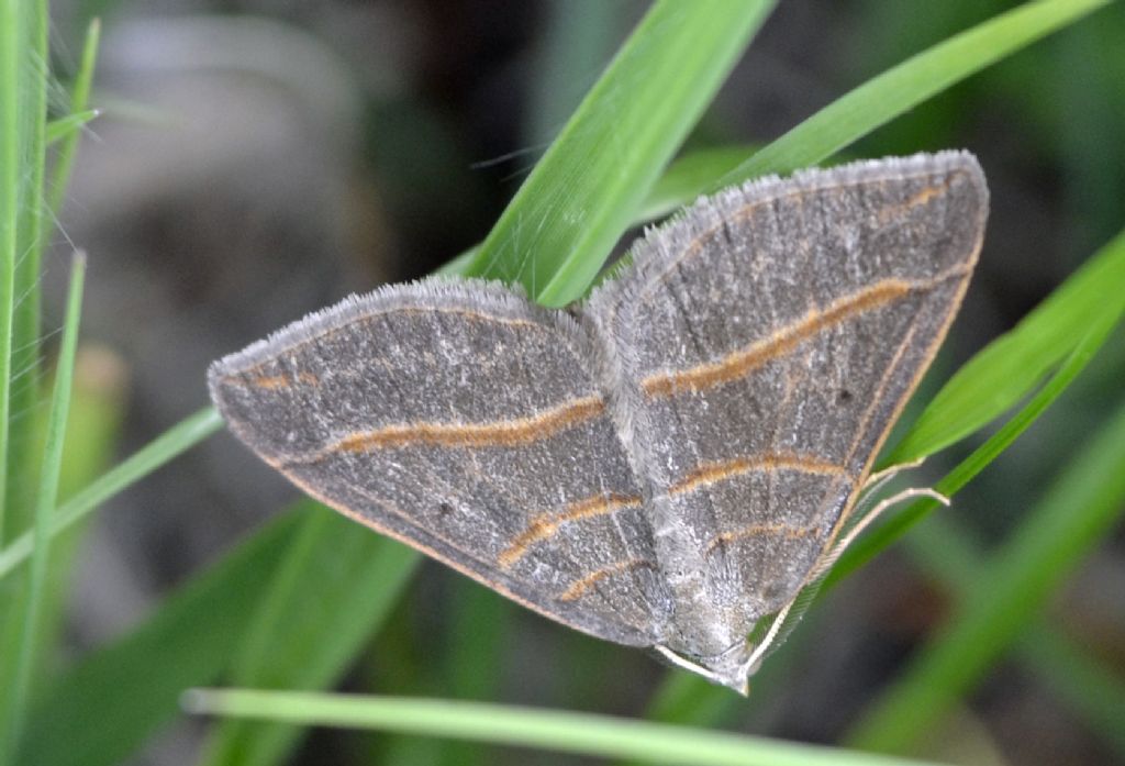 Scotopteryx luridata?